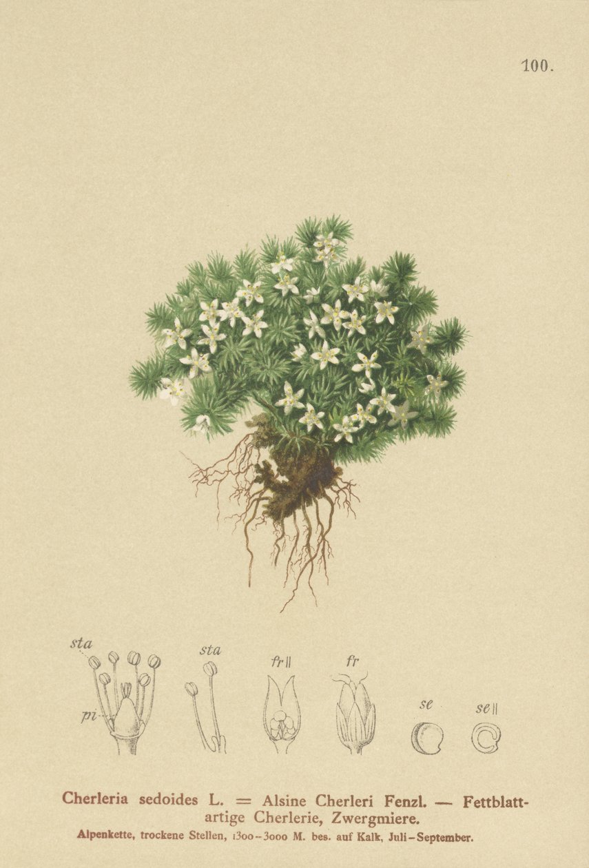 Mossig Cyphel (Cherleria sedoides, Minuartia sedoides, Alsine Cherleri) av German School
