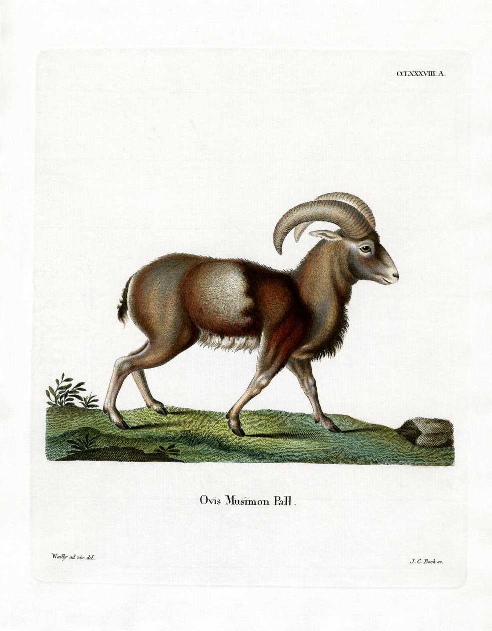 Mouflon (färgad gravyr) av German School