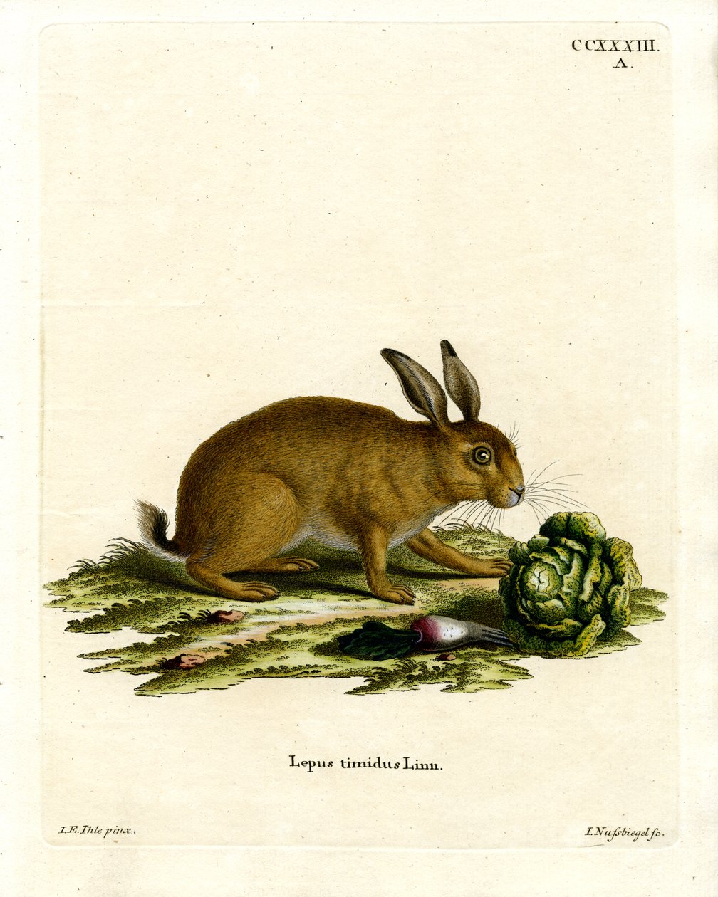 Mountain Hare (färgad gravyr) av German School
