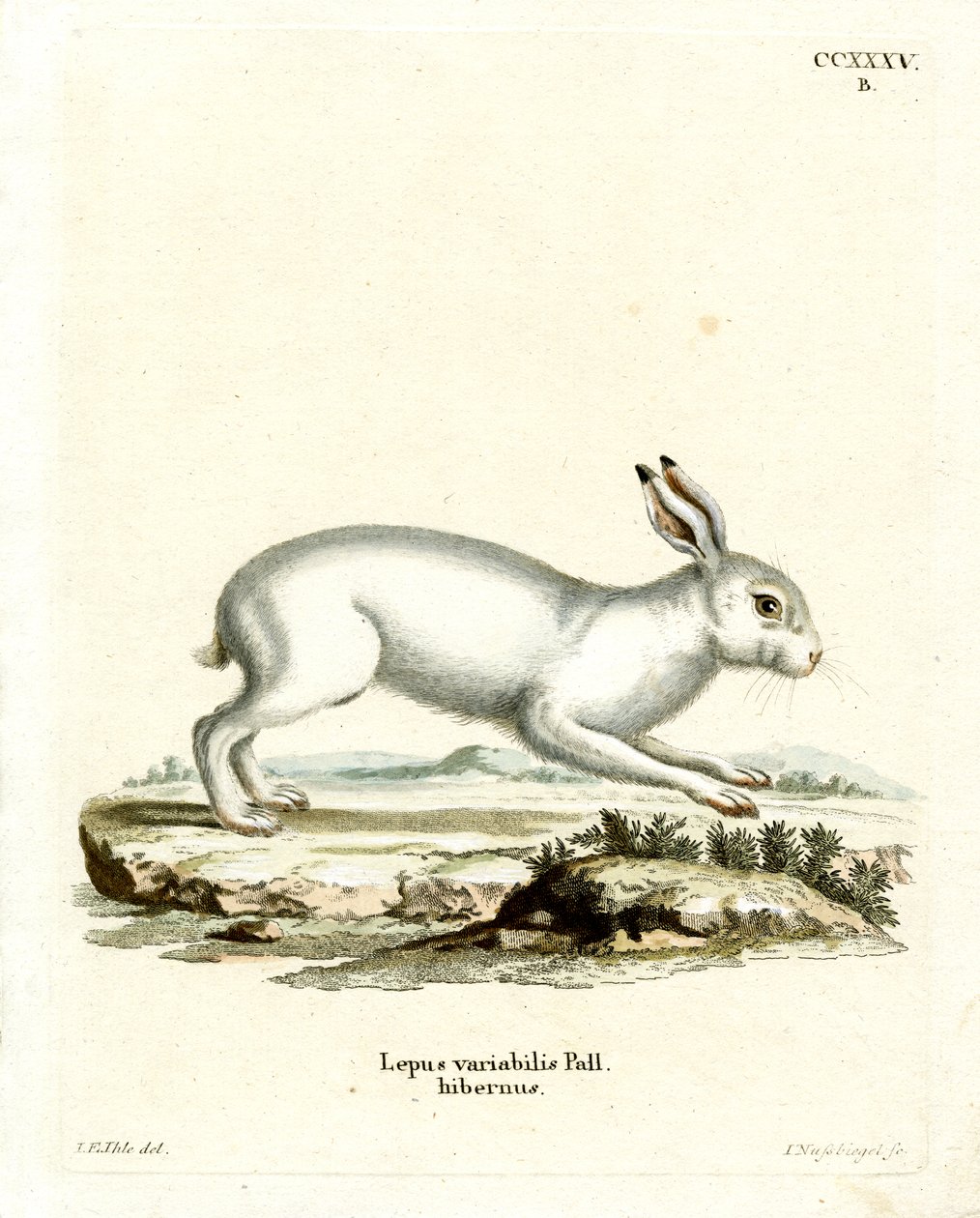 Mountain Hare (färgad gravyr) av German School