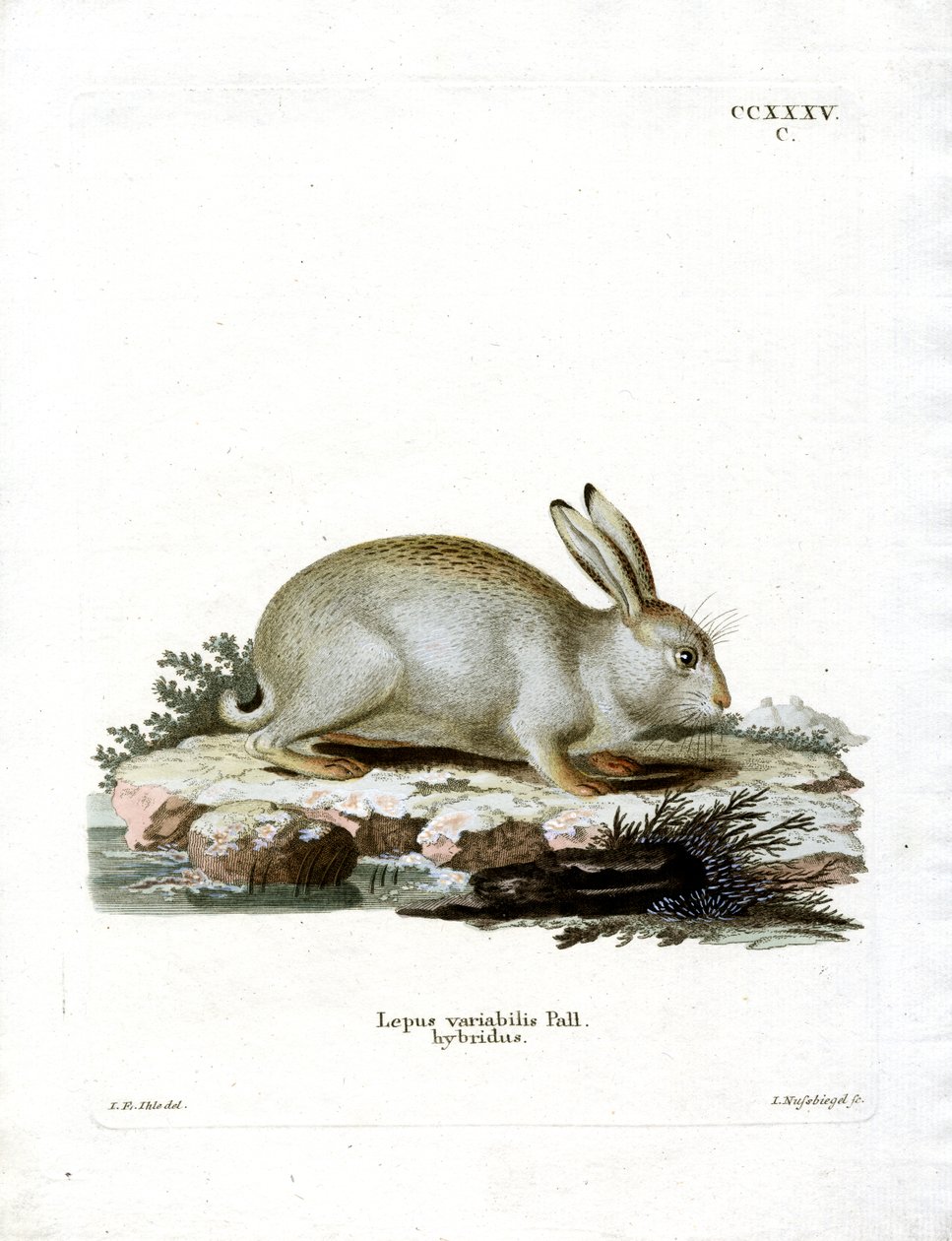 Mountain Hare (färgad gravyr) av German School