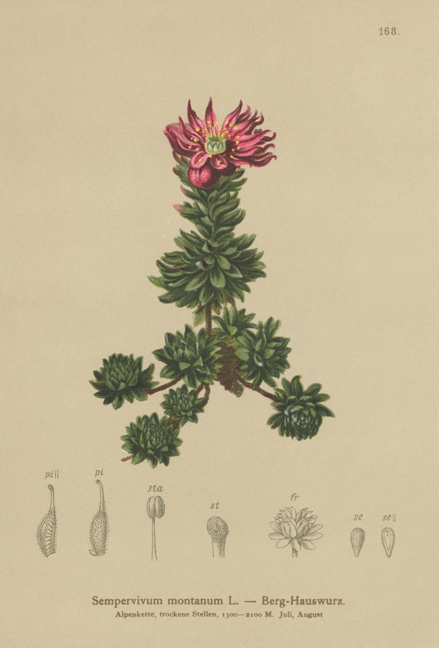 Mountain Houseleek (Sempervivum montanum) av German School
