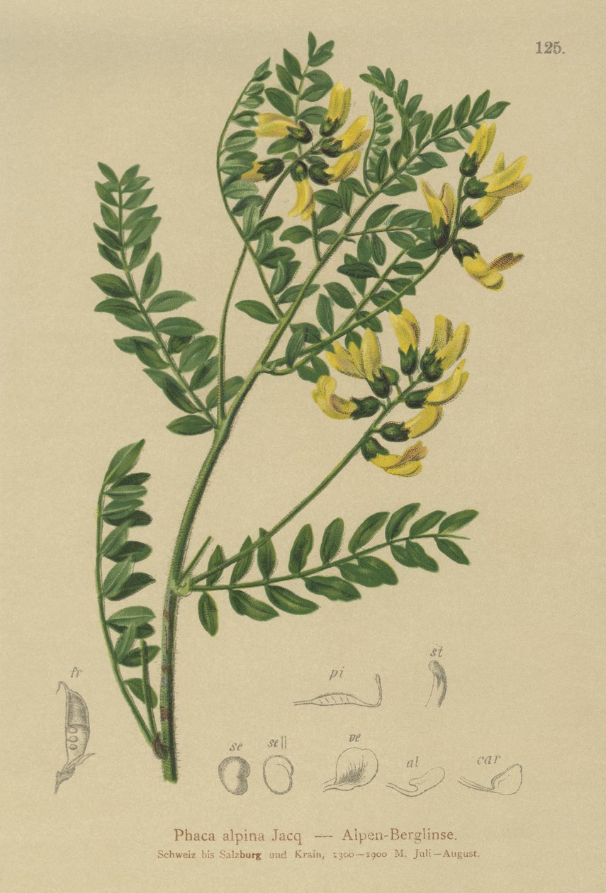 Bergslinser (Phaca alpina, Astragalus alpinus, Astragalus penduliflorus, Colutea alpina, Phaca alpina, Tragacantha penduliflora) av German School