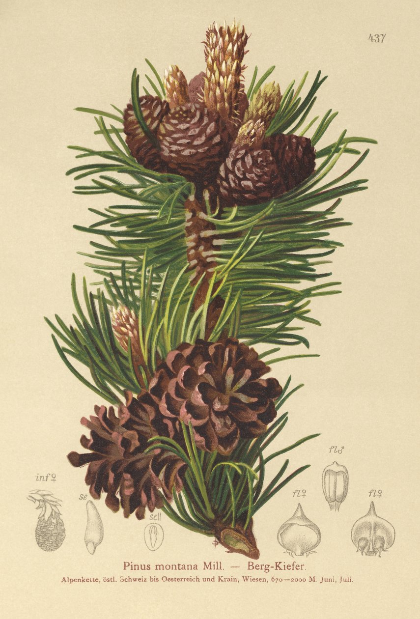 Bergs tall (Pinus montana, Pinus mugo) av German School