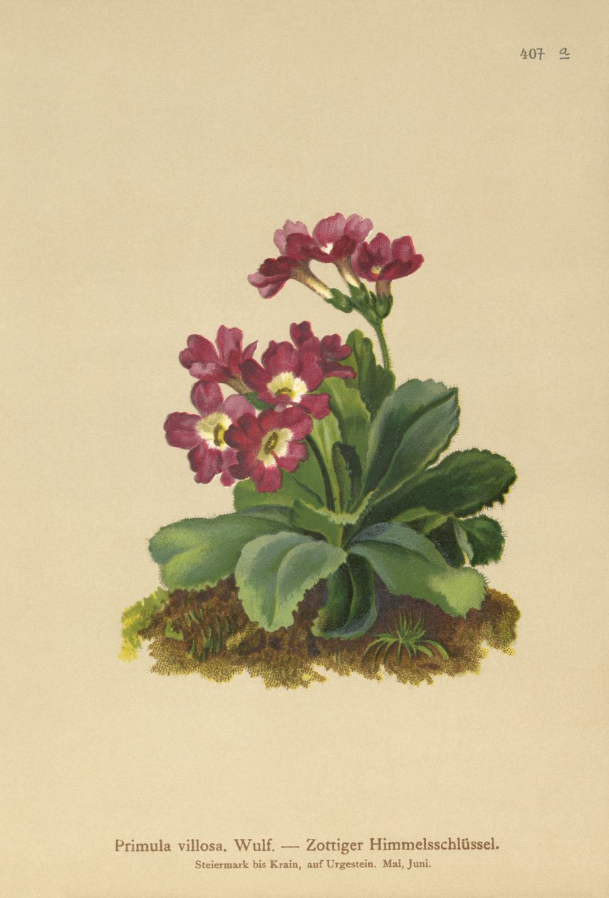 Mountain Primula (Primula villosa) av German School