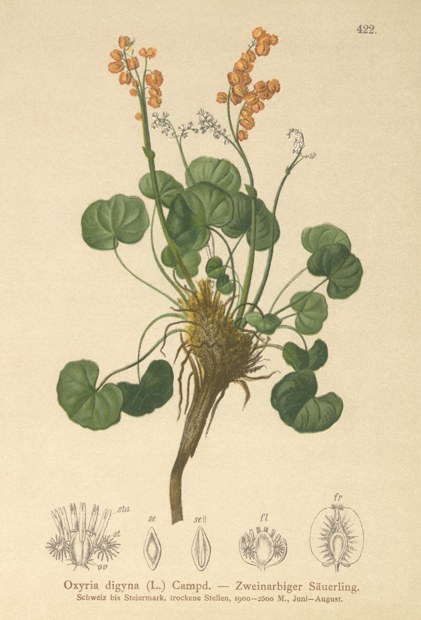 Bergssorrel (Oxyria digyna) av German School