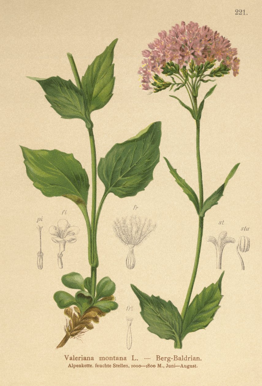 Bergvaleriana (Valeriana montana) av German School
