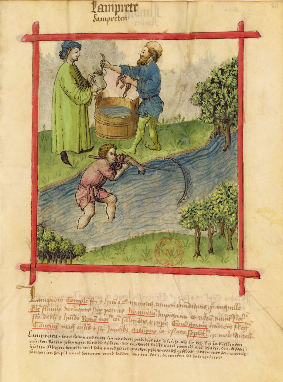 Ms Lat 9333 f.82 Fiske efter ål, från Tacuinum Sanitatis av German School