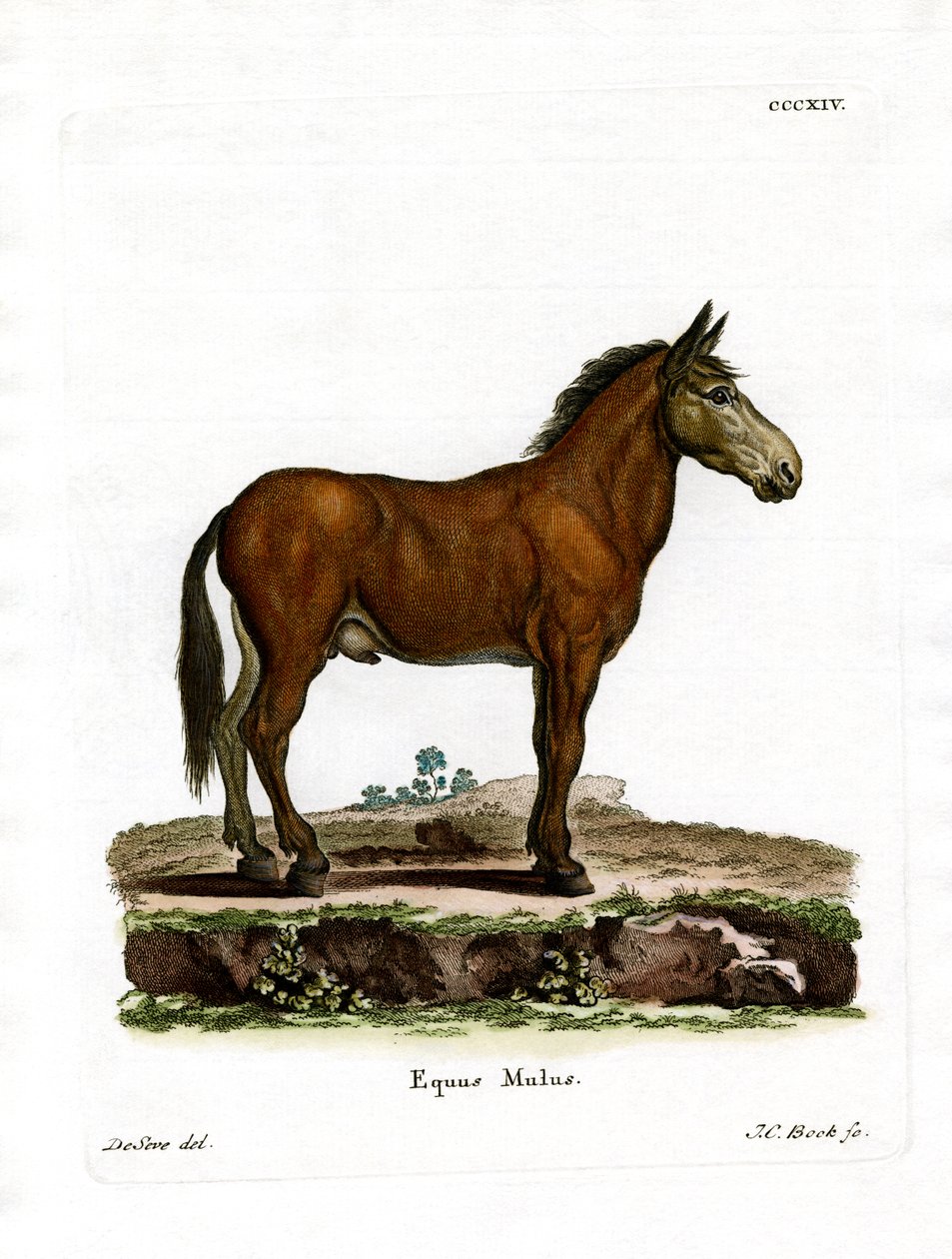 Mule (färgad gravyr) av German School