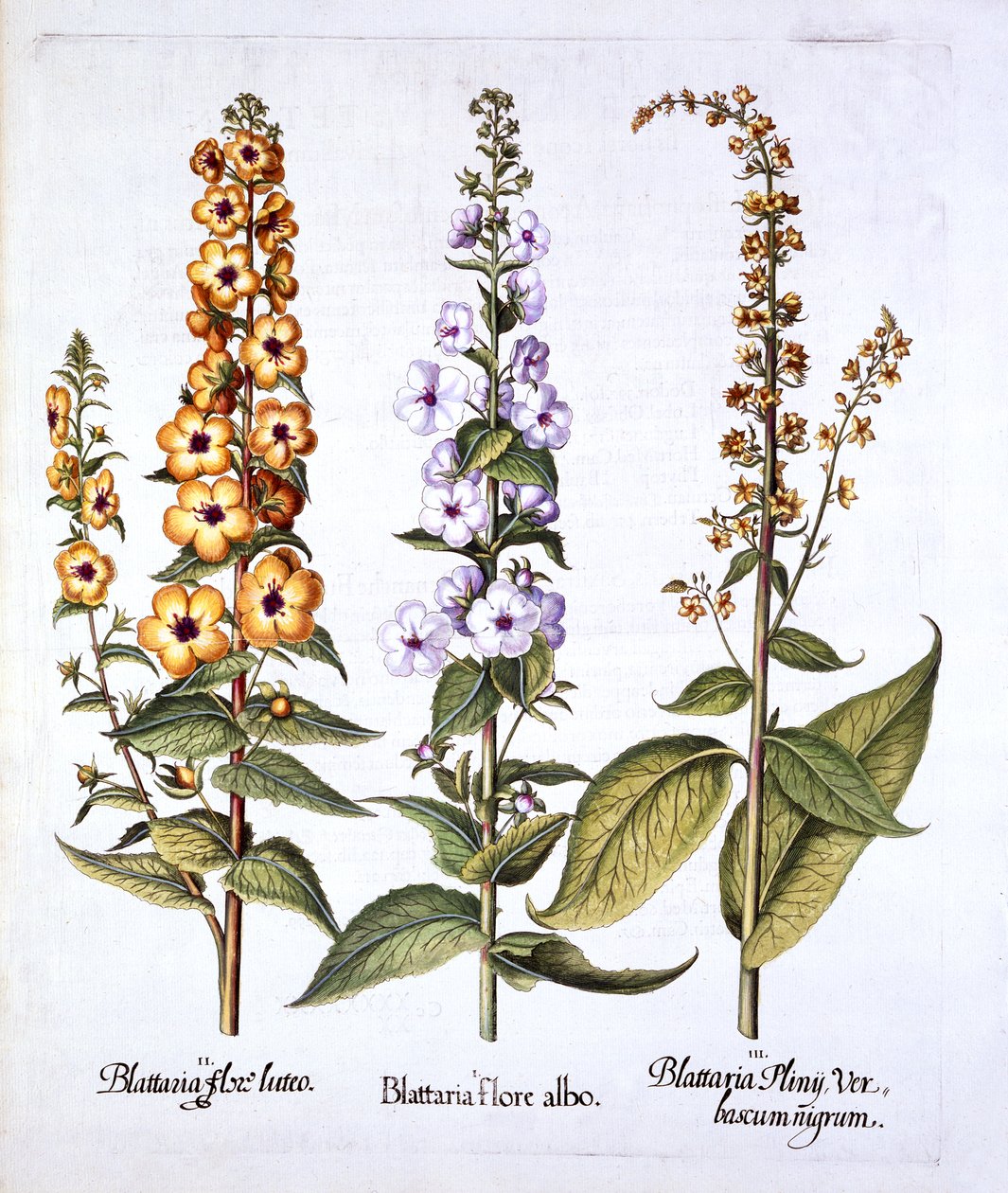 Mullein, släktet Verbascum, från Hortus Eystettensis, av Basil Besler (1561-1629), pub. 1613 (handfärgad gravyr) av German School
