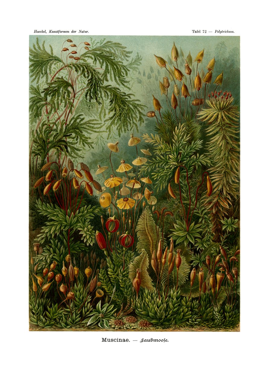 Muscinae, 1899-1904 av German School