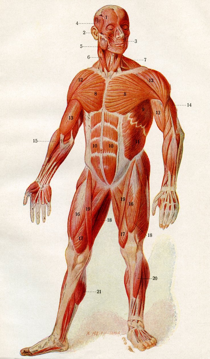Människokroppens muskulatur, ur "Der Mensch", publ. 1923 (tryck) av German School