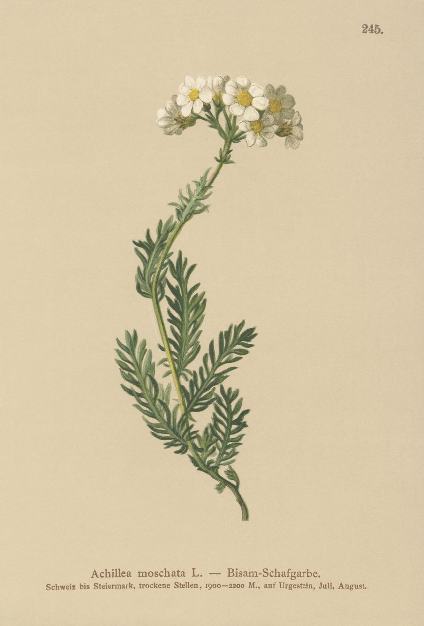 Myskmilfoil (Achillea moschata, Achillea erba-rotta ssp. moschata) av German School
