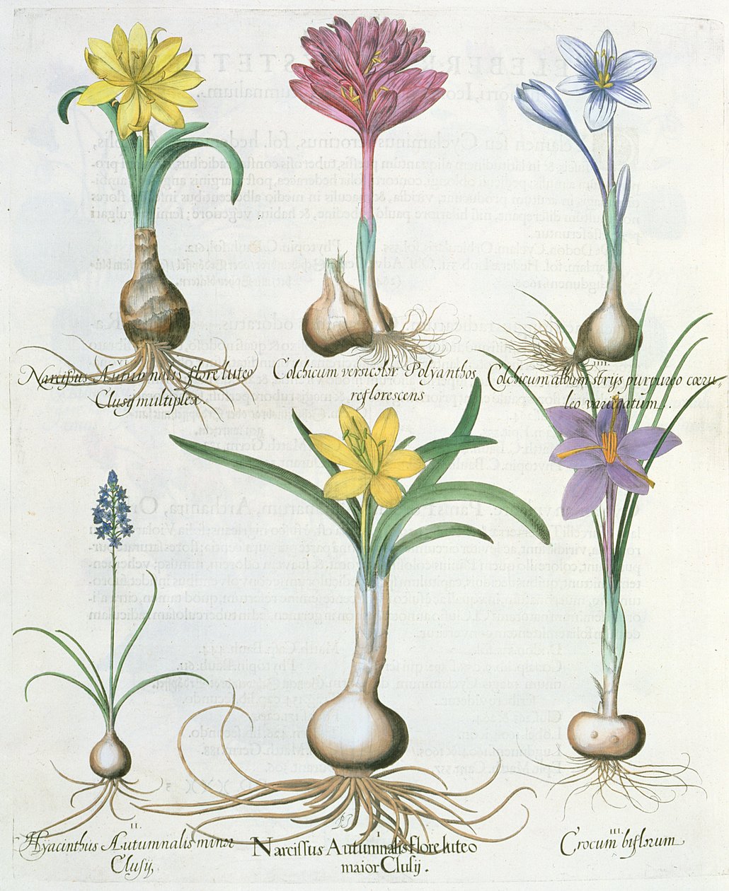 Narcisser, krokusar och hyacint: 1. Narcissus autumnalis; 2. Hyacinthus autumnalis; 3. Crocum biflorum; 4. Colchium album; 5. Colchium versicolor; 6. Narcissus autumnalis, från Hortus Eystettensis av Ba av German School