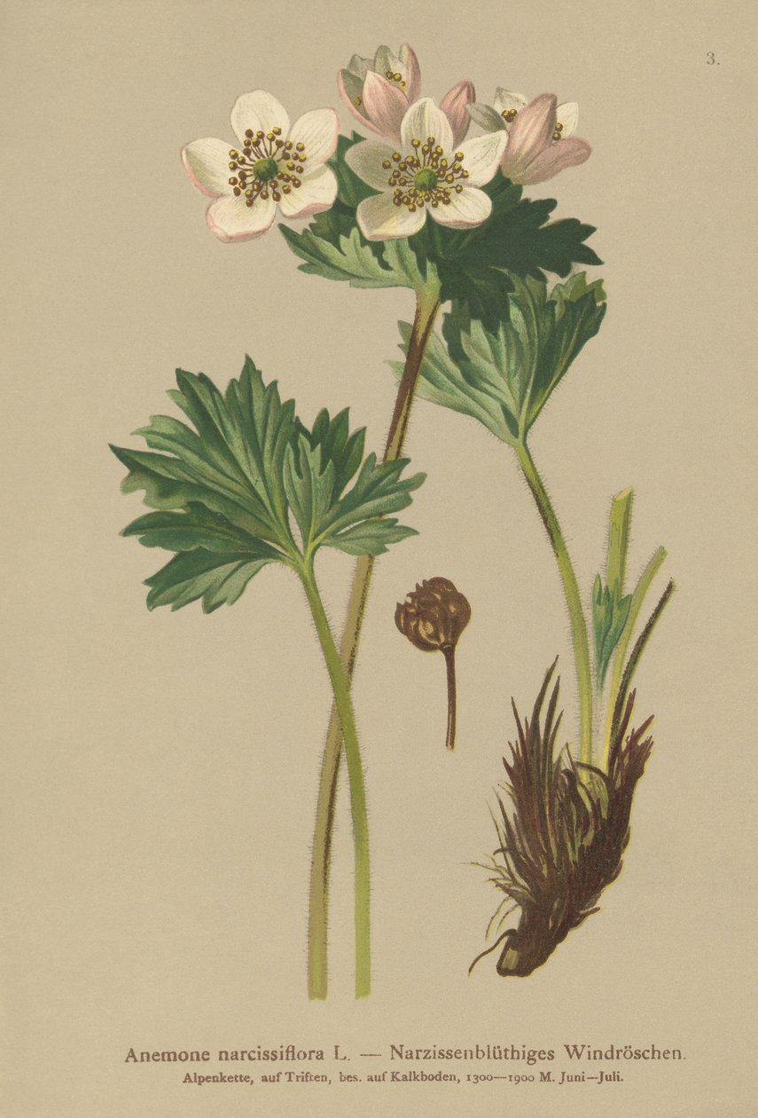 Narcissusblommande anemone (Anemone narcissiflora) av German School