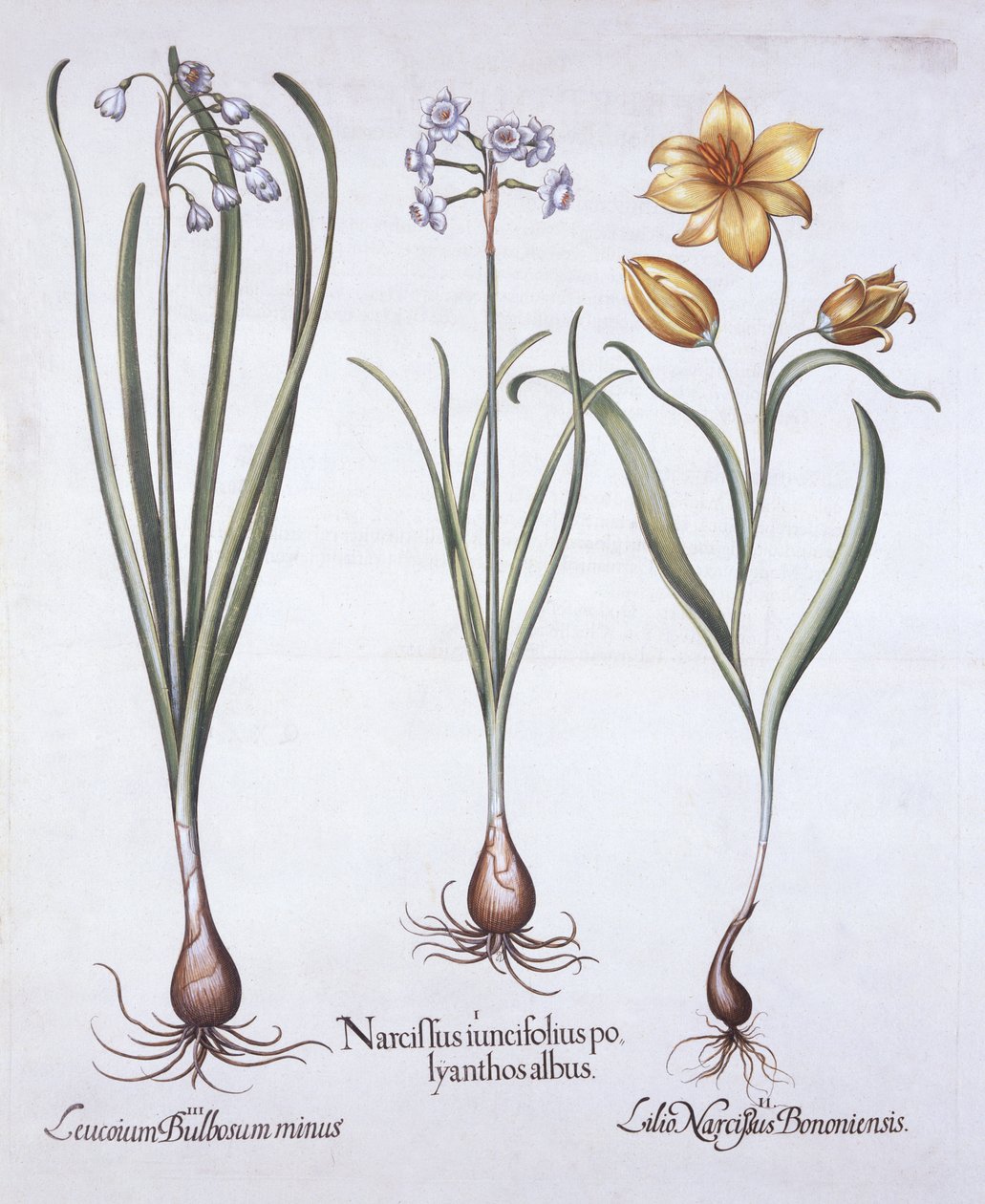 Narcissus, tulpan och sommarsnöflinga, från Hortus Eystettensis, av Basil Besler (1561-1629), pub. 1613 (handfärgad gravyr) av German School