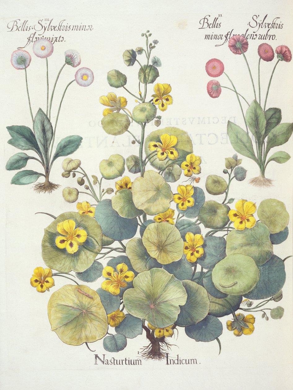 Nasturtiums och prästkragar: 1. Nasturtium indicum; 2. Bellis Sylvester minor, full av röda blommor; 3. Bellis Sylvestri minor flore mixta, från Hortus Eystettensis av Basil Besler (1561-1629), pub. 1613 av German School