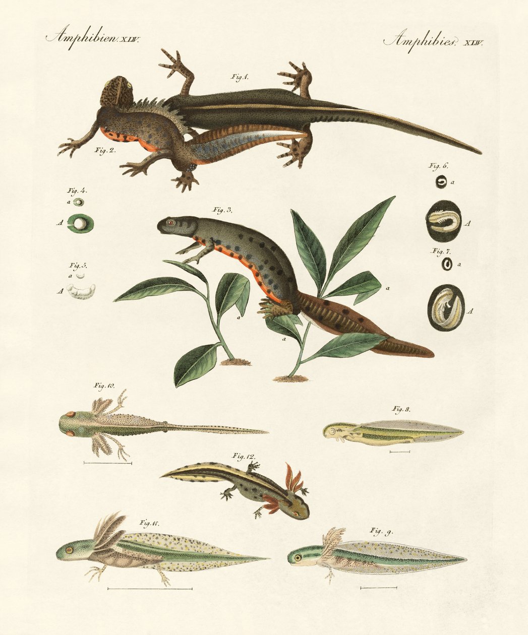 Havssalamanders naturhistoria (färgad gravyr) av German School