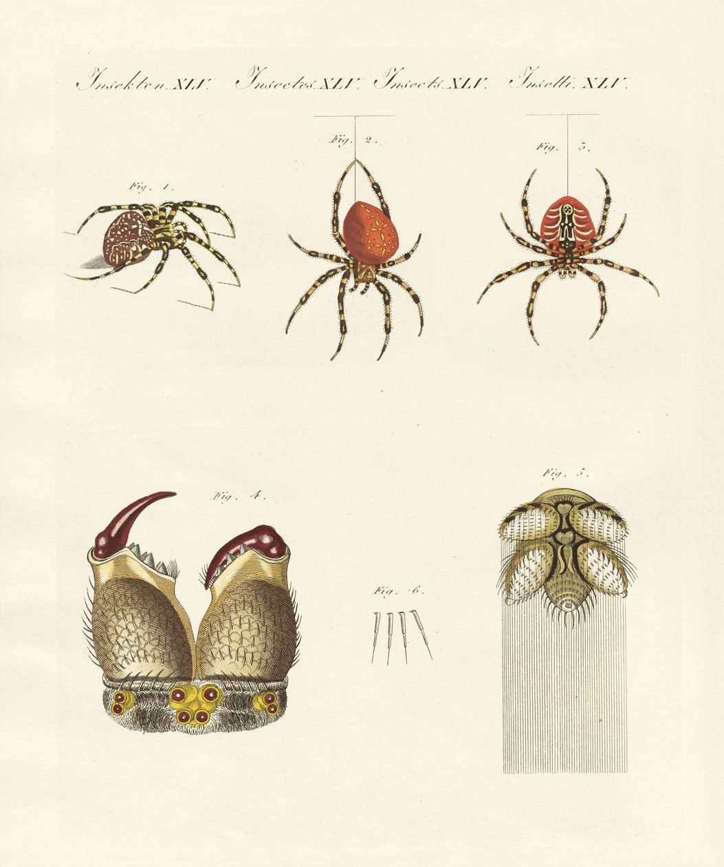 Spindelns naturhistoria (färgad gravyr) av German School
