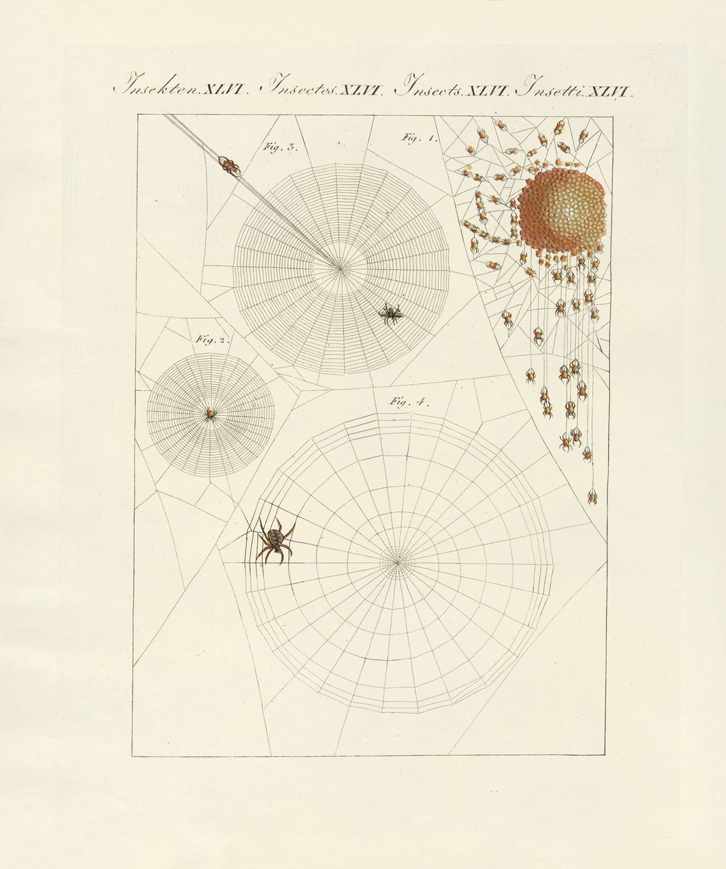 Spindelns naturhistoria av German School