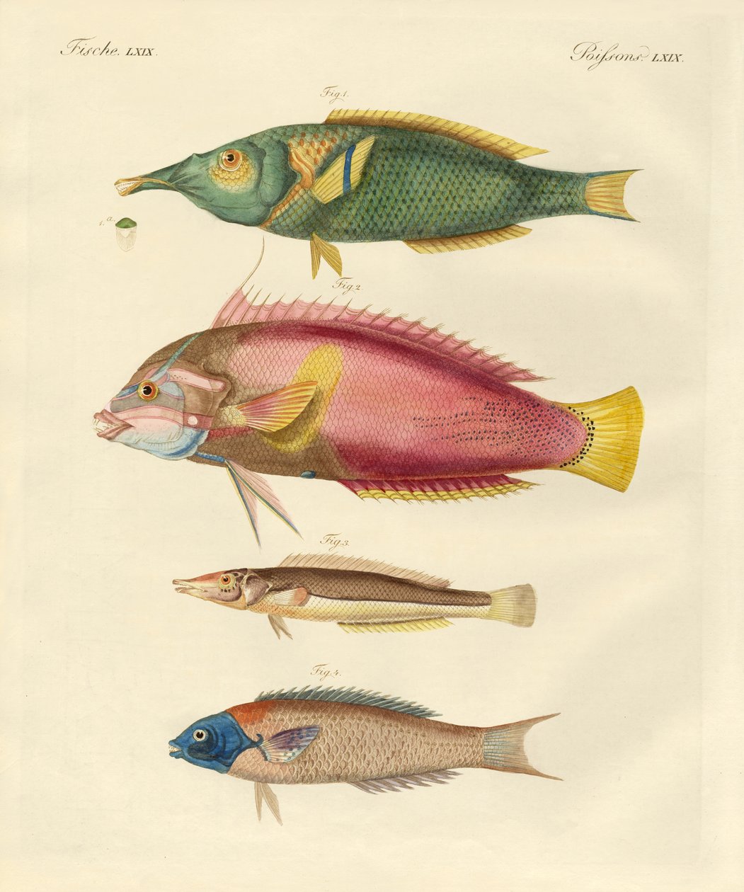 Nyupptäckt fisk (färgad gravyr) av German School
