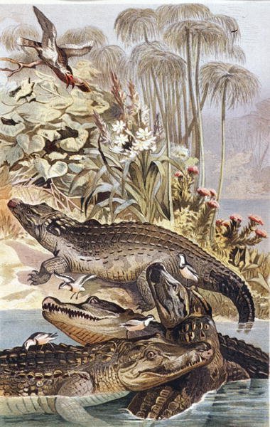Nilkrokodil, tallrik från "Brehms Tierleben: Allgemeine Kunde des Tierreichs", vol.7, s.504, utgiven av Bibliographisches Institut av German School