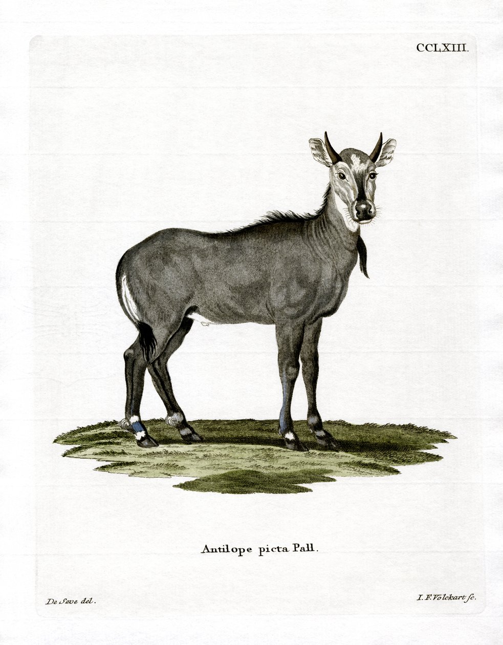 Nilgai (färgad gravyr) av German School