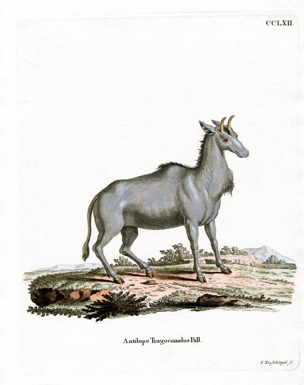 Nilgai (färgad gravyr) av German School