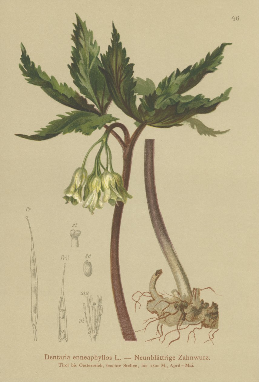 Niobladig korallört (Dentaria enneaphyllos) av German School
