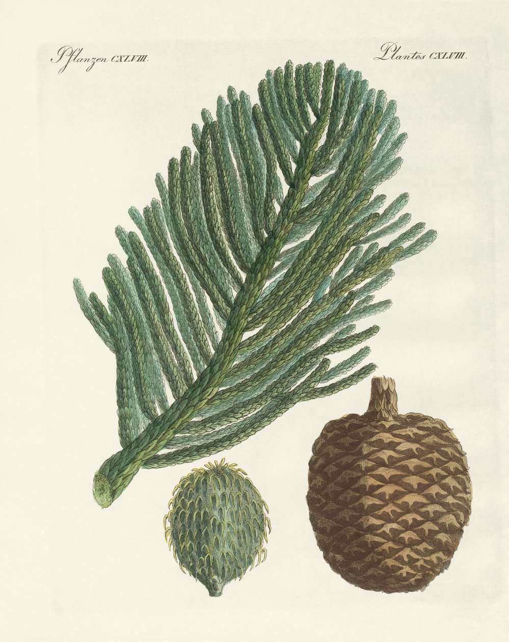Norfolk Island Pine (färgad gravyr) av German School