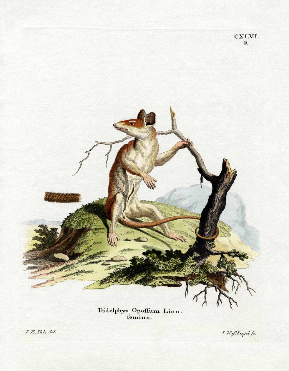 Nordamerikansk Opossum (färgad gravyr) av German School