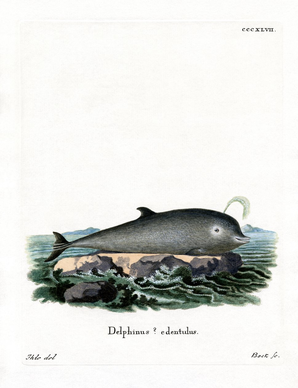 Northern Bottlenose Whale (färgad gravyr) av German School