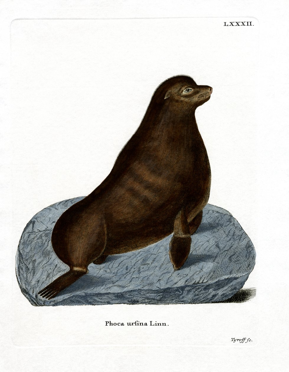 Northern Fur Seal (färgad gravyr) av German School