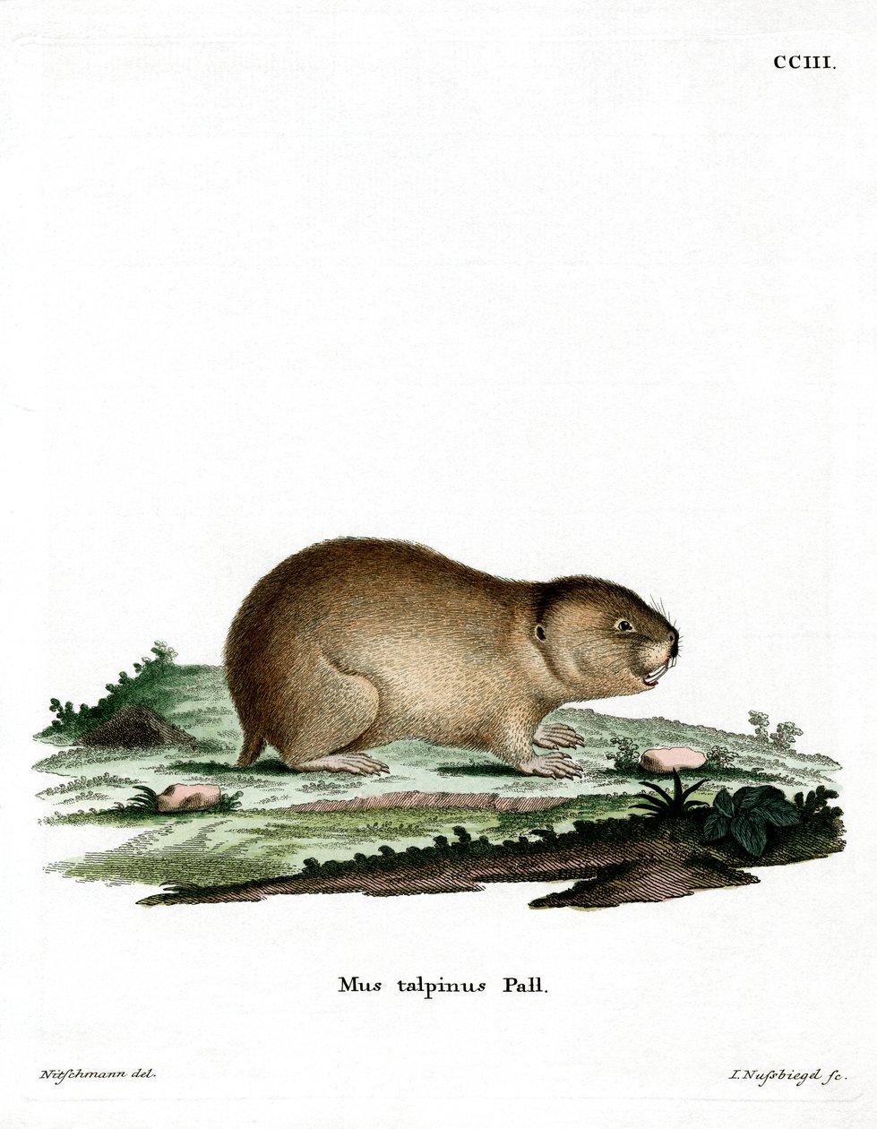 Northern Mole Sork (färgad gravyr) av German School