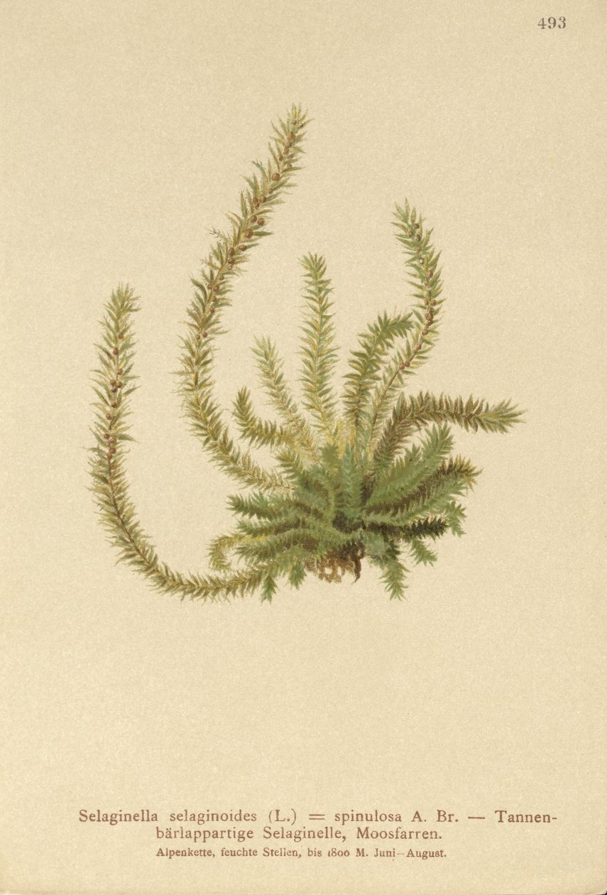 Nordlig spikmossa (Selaginella selaginoides, Selaginella spinulosa, Lycopodium selaginoides, Bernhardia spinosa) av German School