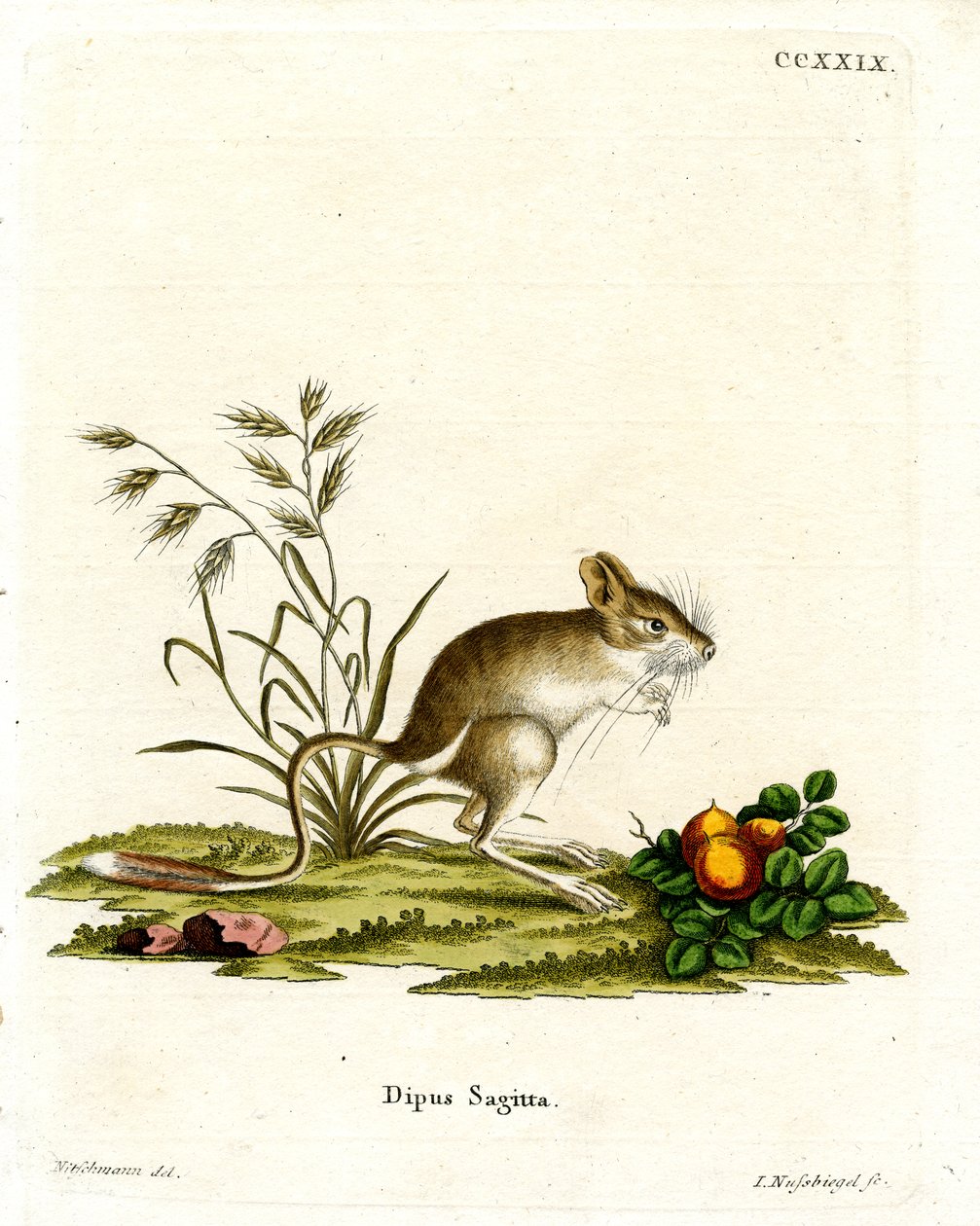 Northern Three-toed Jerboa (färgad gravyr) av German School