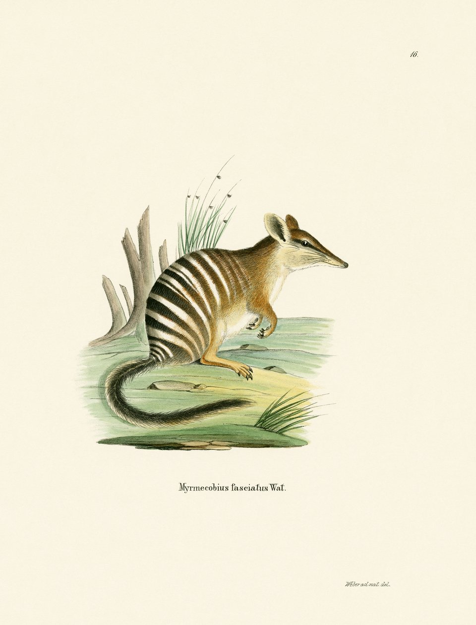 Numbat (färgad gravyr) av German School