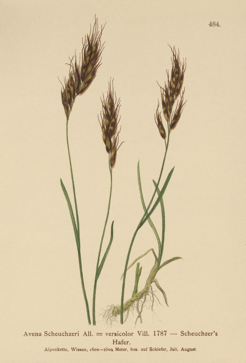 Havregräs (Avena Scheuchzeri, Avena versicolor, Avena alpina) av German School