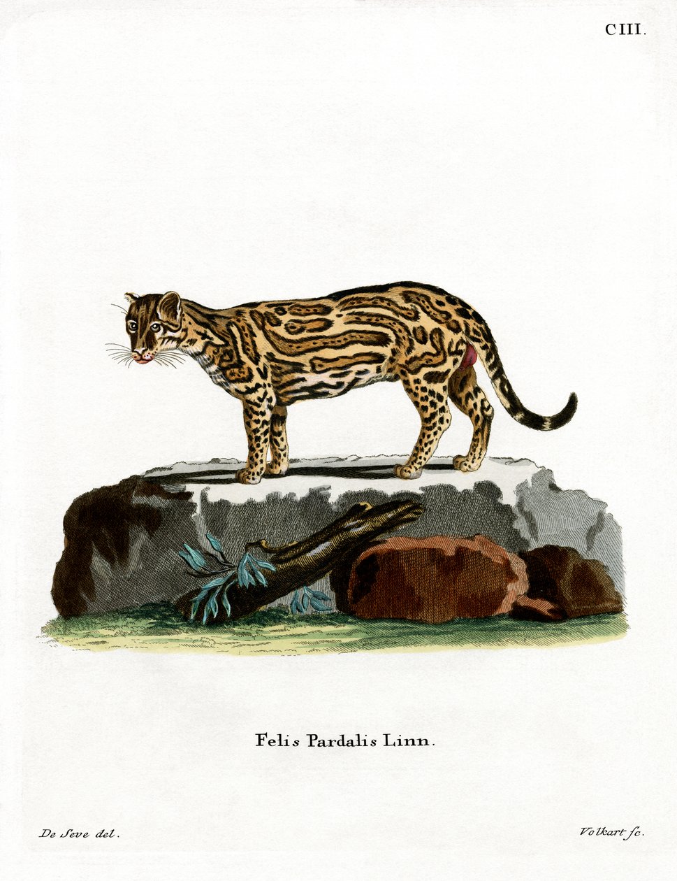 Ocelot (färgad gravyr) av German School