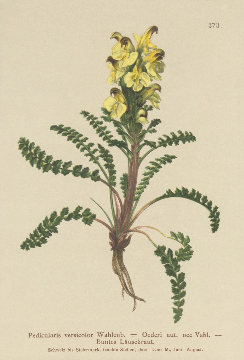 Oeders lusseört (Pedicularis versicolor, Pedicularis Oederi) av German School