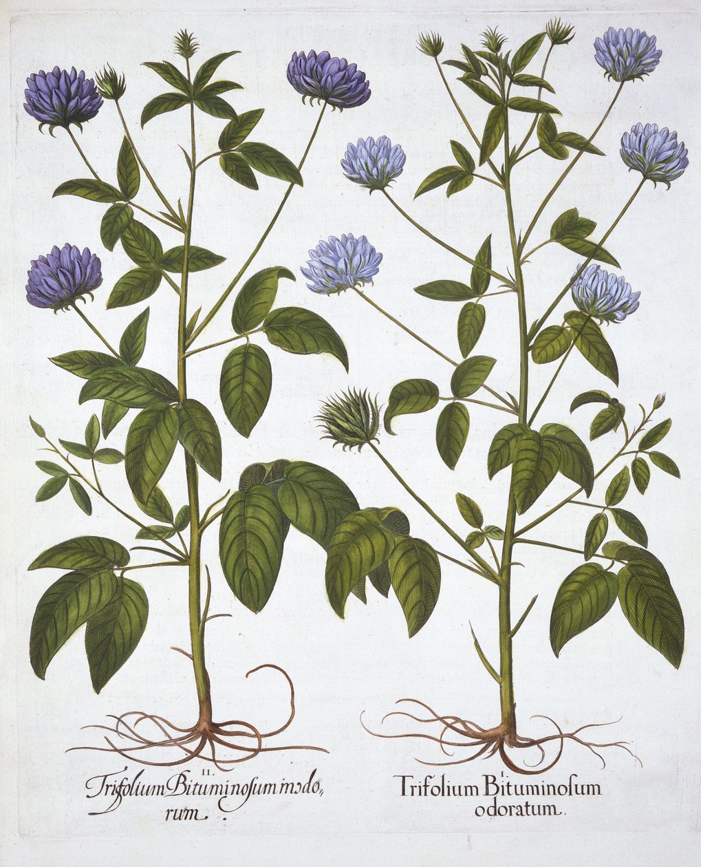 Enblommiga klöver, från Hortus Eystettensis, av Basil Besler (1561-1629), pub. 1613 (handfärgad gravyr) av German School