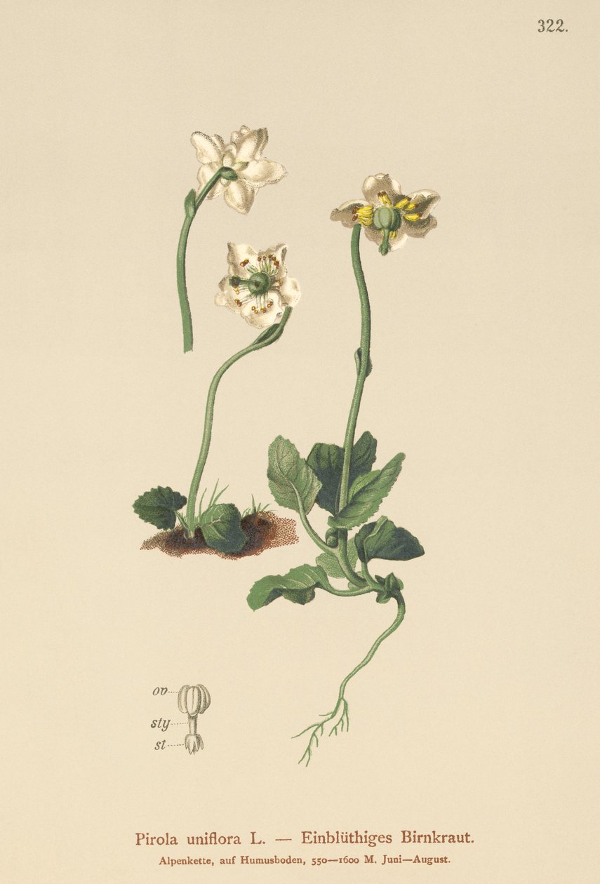 Enblommig vintergrön (Pirola uniflora, Pyrola uniflora, Moneses uniflora, Monesis uniflora) av German School