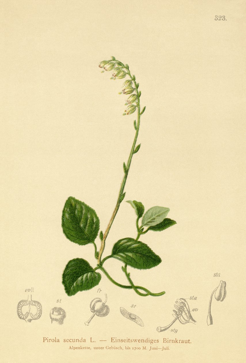Ensidig vintergrön (Pyrola secunda, Pyrola secunda, Orthilia secunda, Ramischia elatior, Ramischia secunda) av German School