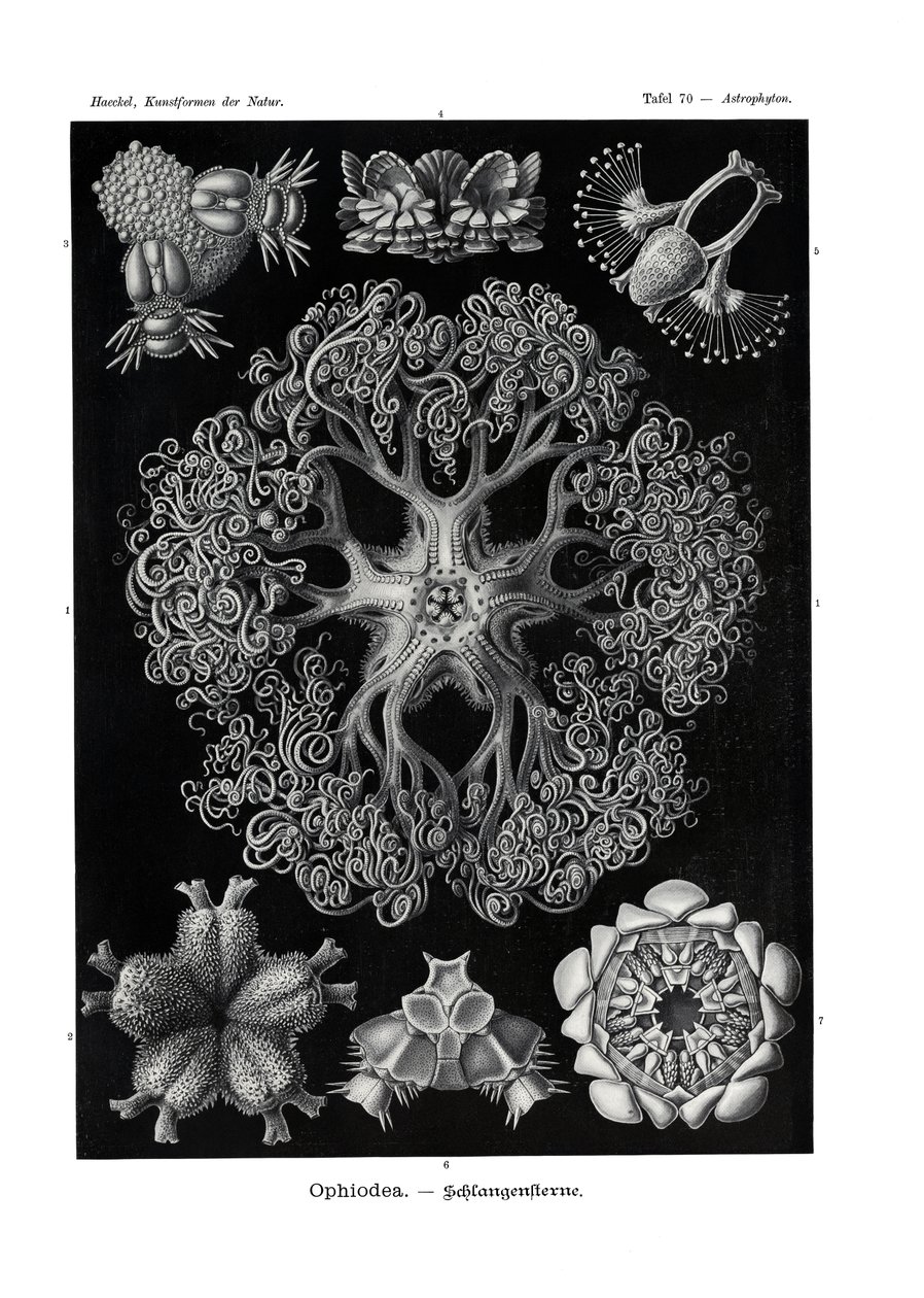 Ophiodea, 1899-1904 av German School