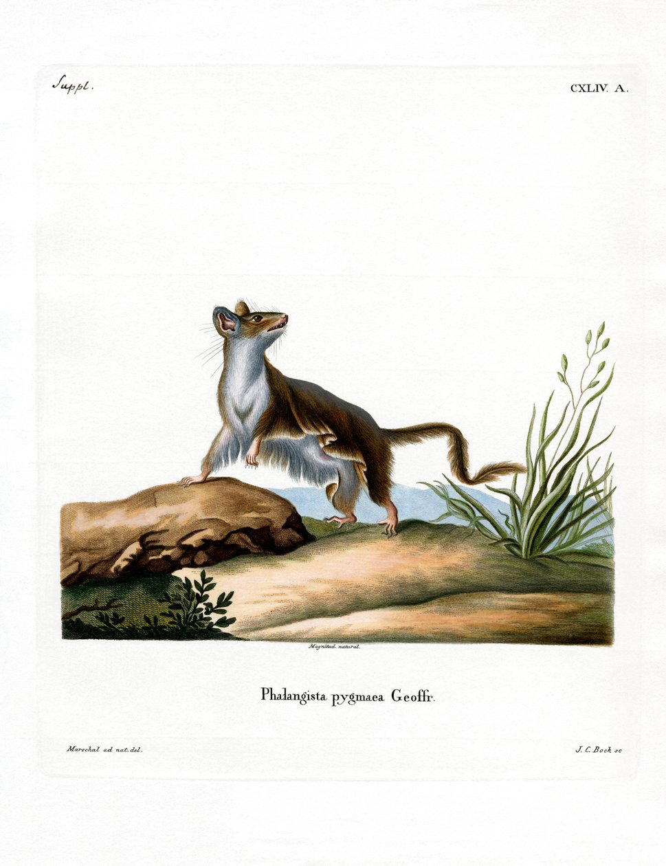 Opossum Mouse (färgad gravyr) av German School