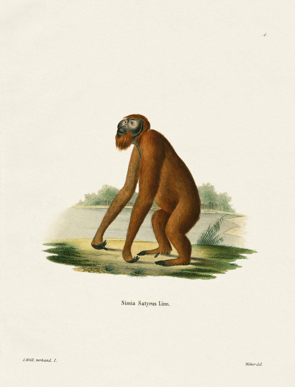 Orang-Outang (färgad gravyr) av German School