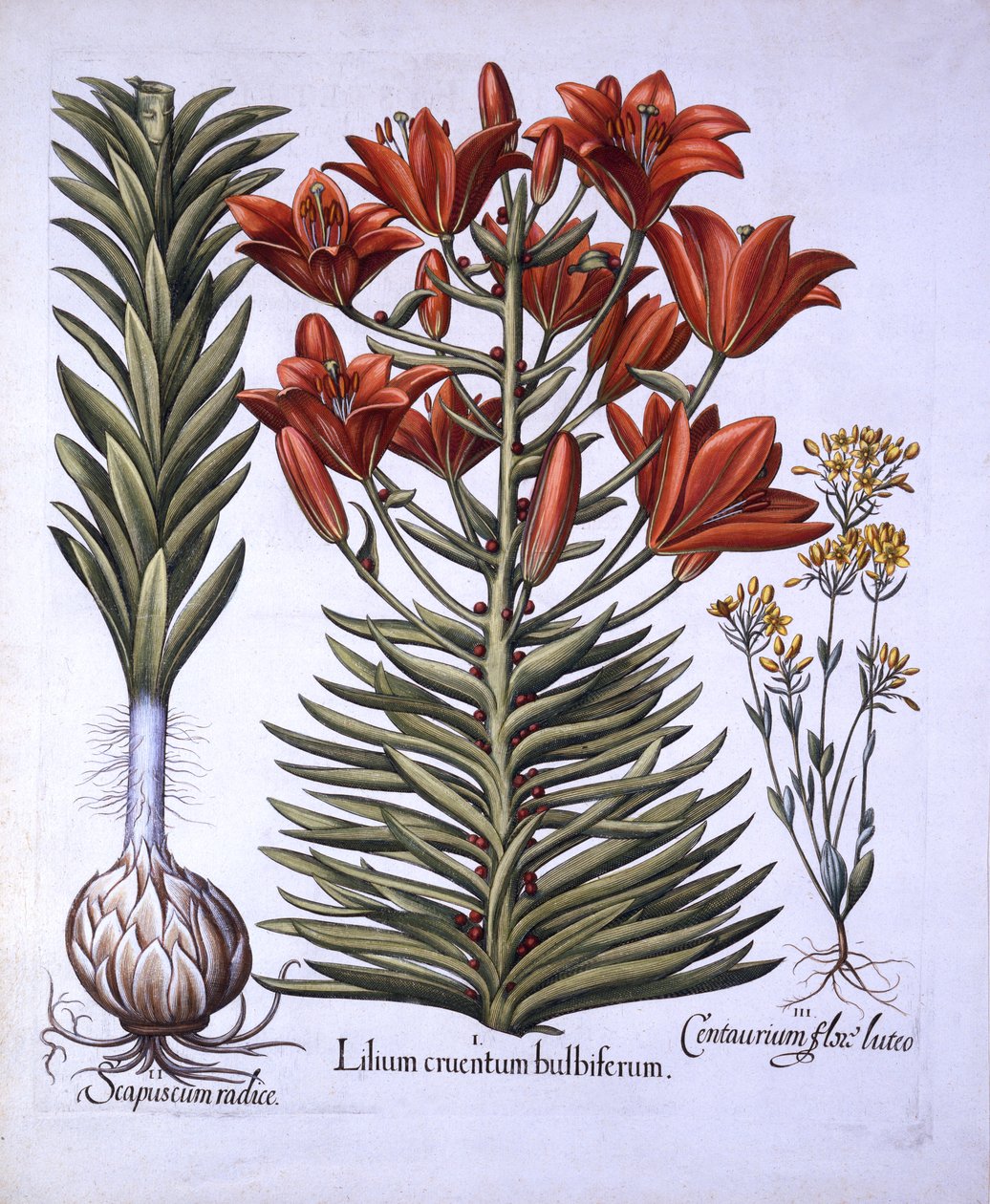 Orange Lily with Bulbils and Bulbs, Senblommande Blackstoria, från Hortus Eystettensis, av Basil Besler (1561-1629), pub. 1613 (handfärgad gravyr) av German School
