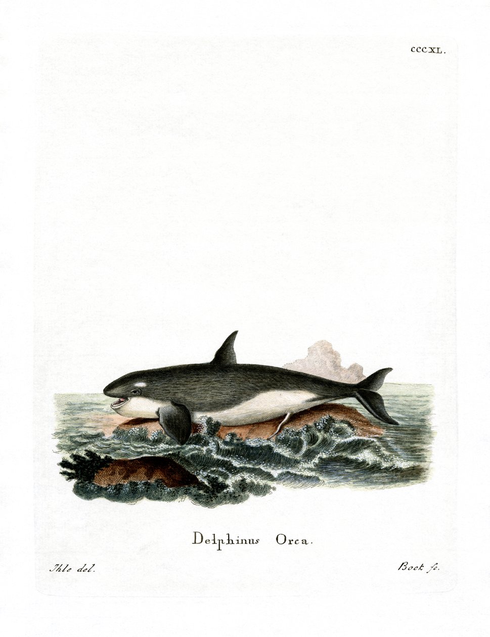 Orca (färgad gravyr) av German School