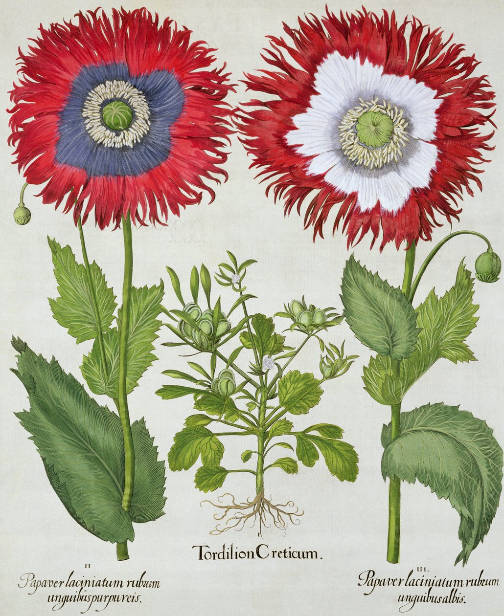 Prydnadsvallmo, från Hortus Eystettensis av Basil Besler (1561-1629), pub. 1613 av German School