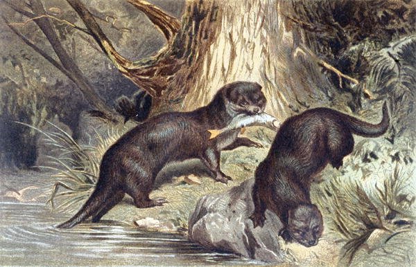 Otter, tallrik från "Brehms Tierleben: Allgemeine Kunde des Tierreichs", vol.1, s.670, utgiven av Bibliographisches Institut av German School